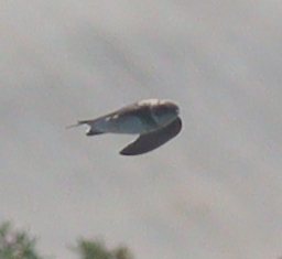 Bank Swallow