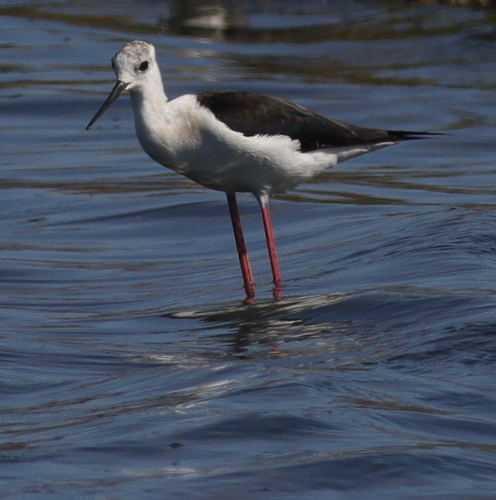 Black-winged Stilt