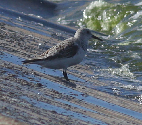 Sanderling