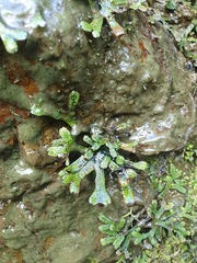 Marchantia macropora