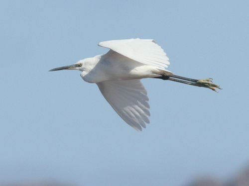 Little Egret