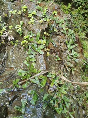 Marchantia macropora