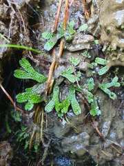 Marchantia macropora