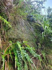 Marchantia macropora