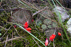 Aylostera kupperiana