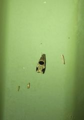 Helcystogramma hibisci