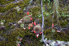 Aylostera kupperiana