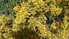 Senecio cinerarioides