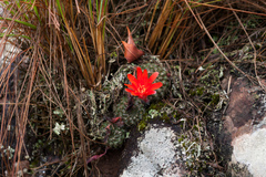 Aylostera kupperiana