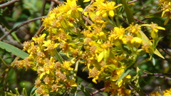 Senecio cinerarioides