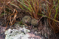 Aylostera kupperiana