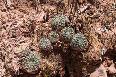 Aylostera kupperiana