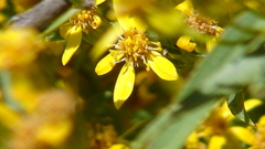 Senecio cinerarioides