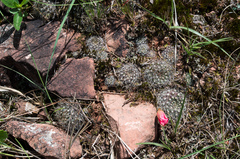 Aylostera kupperiana