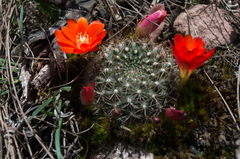 Aylostera kupperiana