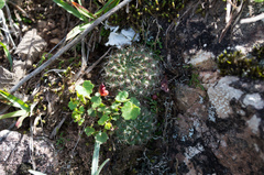 Aylostera kupperiana