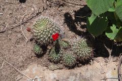 Aylostera kupperiana