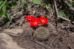 Aylostera kupperiana