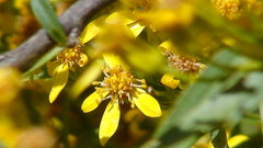 Senecio cinerarioides
