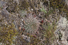 Aylostera kupperiana