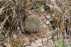 Aylostera kupperiana