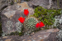 Aylostera kupperiana