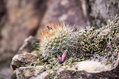 Aylostera kupperiana