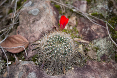Aylostera kupperiana