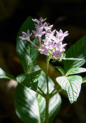 Pentas