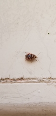 Tropidosteptes quercicola