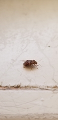 Tropidosteptes quercicola