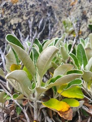 Brachyglottis greyi