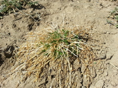 Oxytropis squammulosa