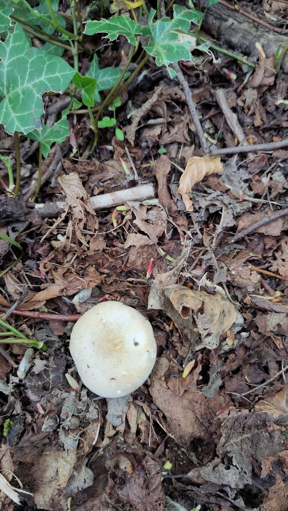 Calocybe gambosa · May 2026 · photo: © hawthorn98 (iNaturalist, cc0)