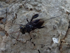 Megachalcis