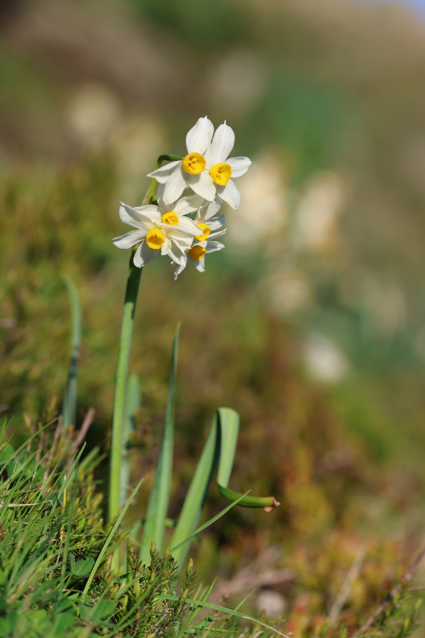 Narcissus tazetta