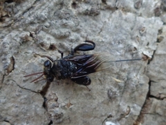Megachalcis