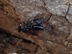 Megachalcis
