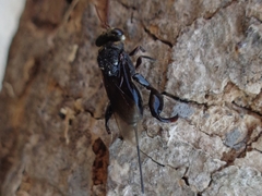 Megachalcis