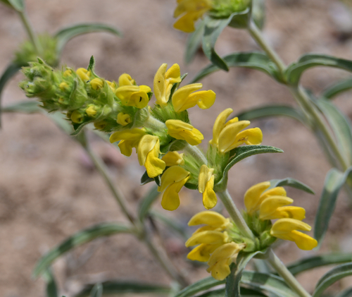 Avistamiento Phlomis lychnitis