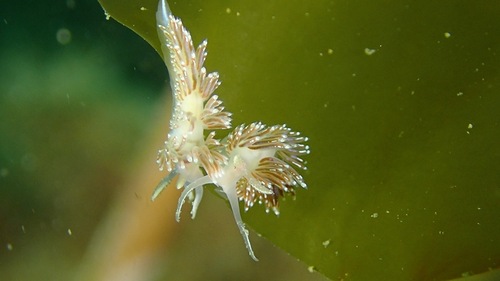 Facelina auriculata