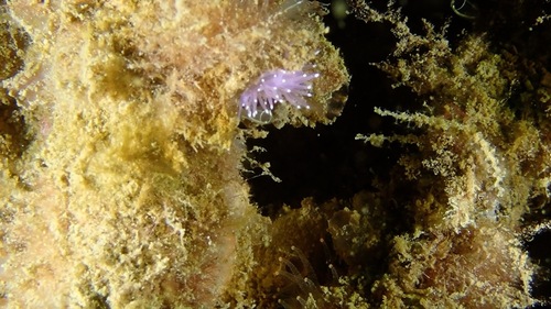 Edmundsella pedata
