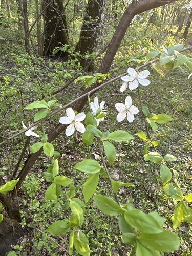 Наблюдение на iNaturalist