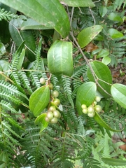 Smilax glyciphylla