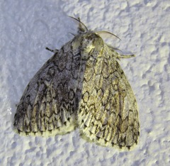 Dasychiroides pratti