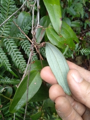 Smilax glyciphylla