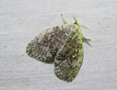 Dasychiroides pratti