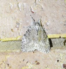 Dasychiroides pratti