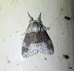 Dasychiroides pratti