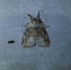 Dasychiroides pratti